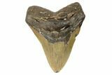 Fossil Megalodon Tooth - North Carolina #188236-1